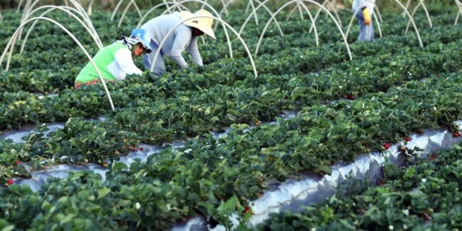 Finep anuncia parceria de r$ 74,9 milhões para agricultura familiar