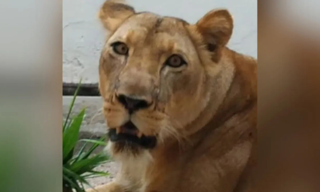 Leoa que atacou invasor na pb não será sacrificada; entenda o motivo