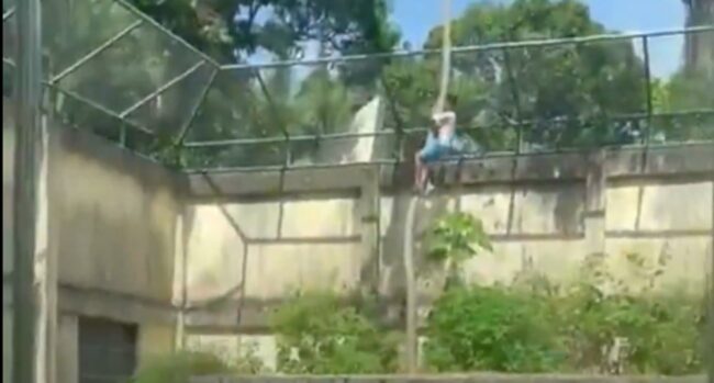 O que se sabe sobre o homem morto por uma leoa na paraíba