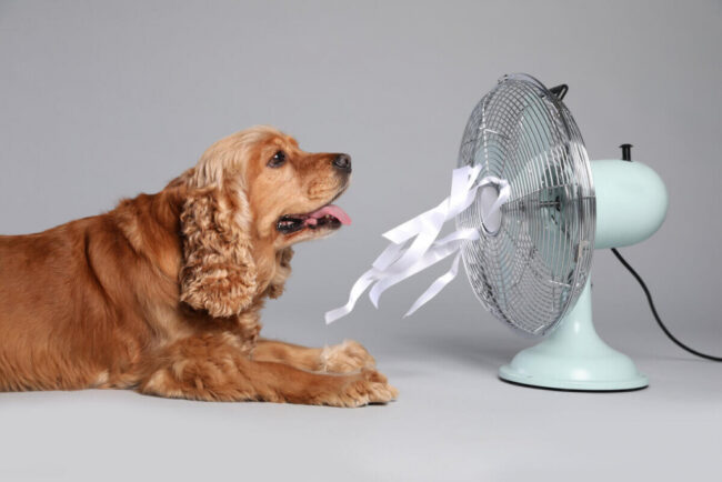 Saiba como proteger seu pet em meio à onda de calor no verão 