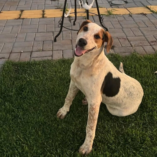 Após morte de cão em sc, cachorro comunitário é morto a tiros no pr