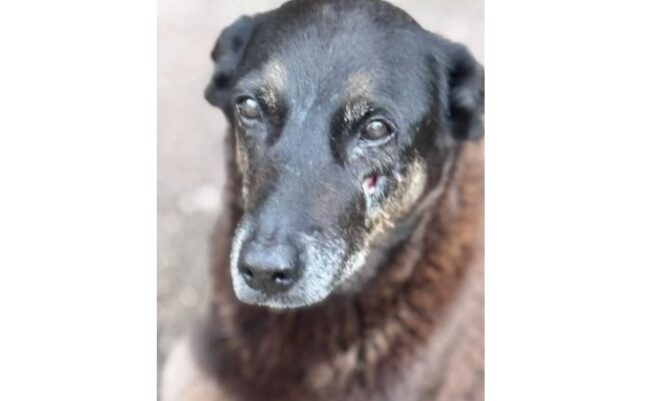 Entenda o que aconteceu com o ‘cão orelha’, morto por adolescentes em sc