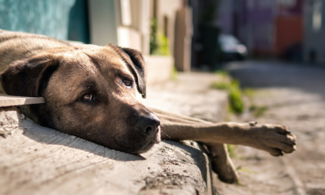 Nova lei oficializa campanha julho dourado em defesa da saúde animal