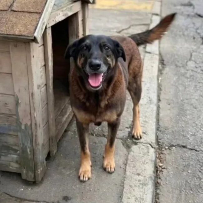 ‘cão orelha’: polícia cumpre mandados contra investigados por morte de cachorro