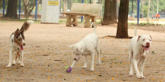 Estatuto dos cães e gatos pode ampliar pena para quem maltrata animais
