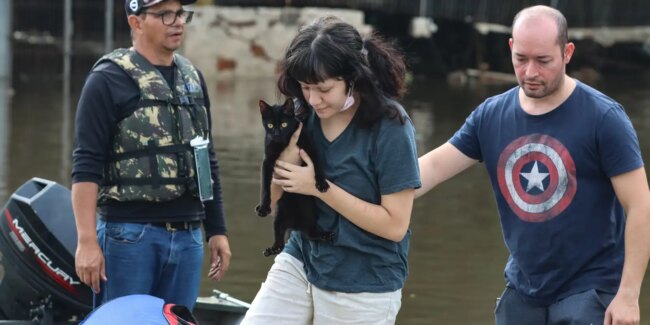 Senado aprova política de proteção a animais resgatados em desastres