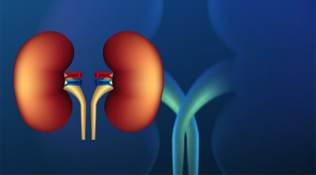 Doença renal crônica afeta 20 milhões de brasileiros