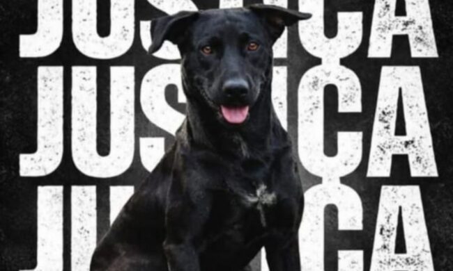 ‘queria assustar’, diz bombeiro que matou cão a tiros em goiânia; comunidade se mobiliza