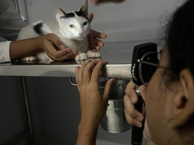 Olhos atentos também nos pets