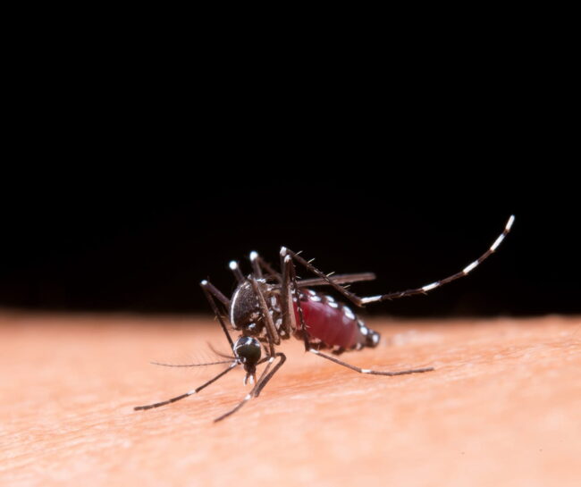 Casos de chikungunya disparam na bahia