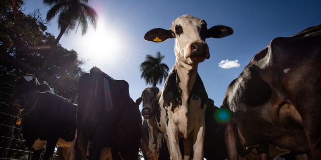 União europeia oficializa veto a carne brasileira a partir de setembro