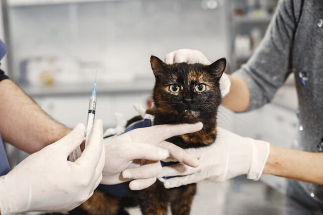 Campanha vai até dia 31. confira onde imunizar cães e gatos na bahia contra a raiva.