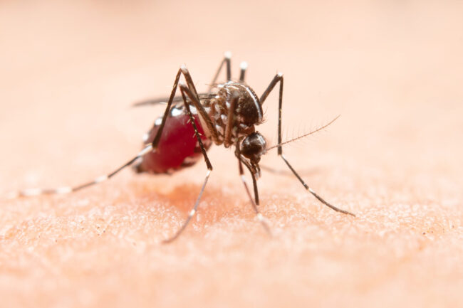Cuidados básicos e vacinas previnem adoecimentos