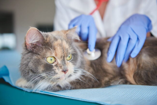 Julho dourado reforça cuidados preventivos com pets