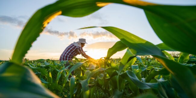 Mp de dívida rural foca em perdas climáticas, diz durigan