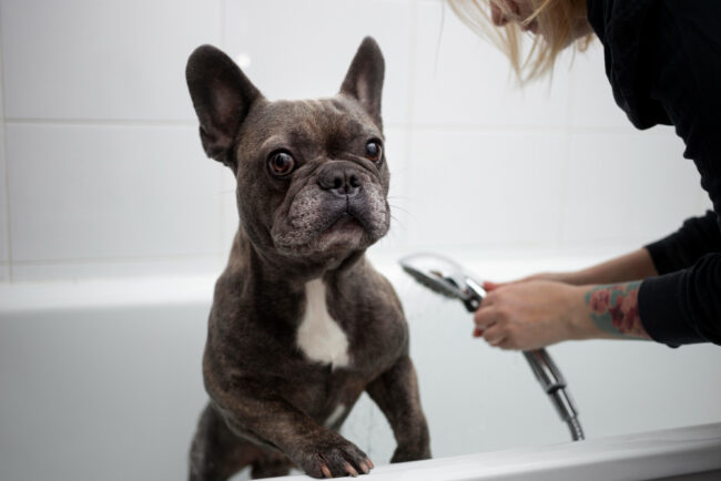 Pesquisa alerta para os impactos emocionais de pets durante o banho e tosa.