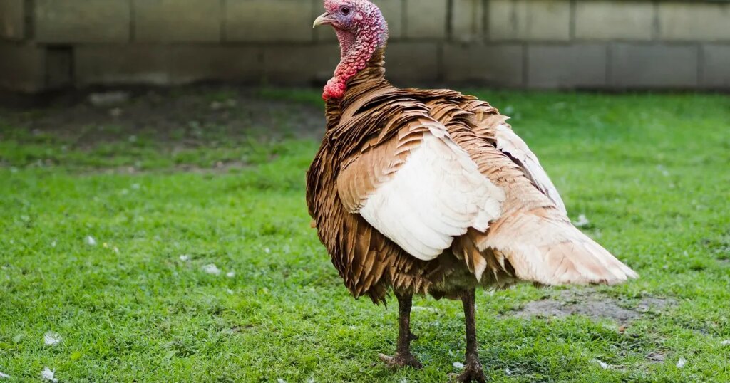 O que é a doença de newcastle, que teve foco identificado em santa catarina